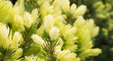 Smrk belobor - rostlina, která ozdobí vše kolem